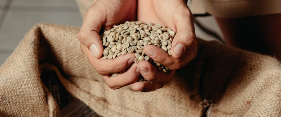 Manos sosteniendo café verde sobre un costal de yute